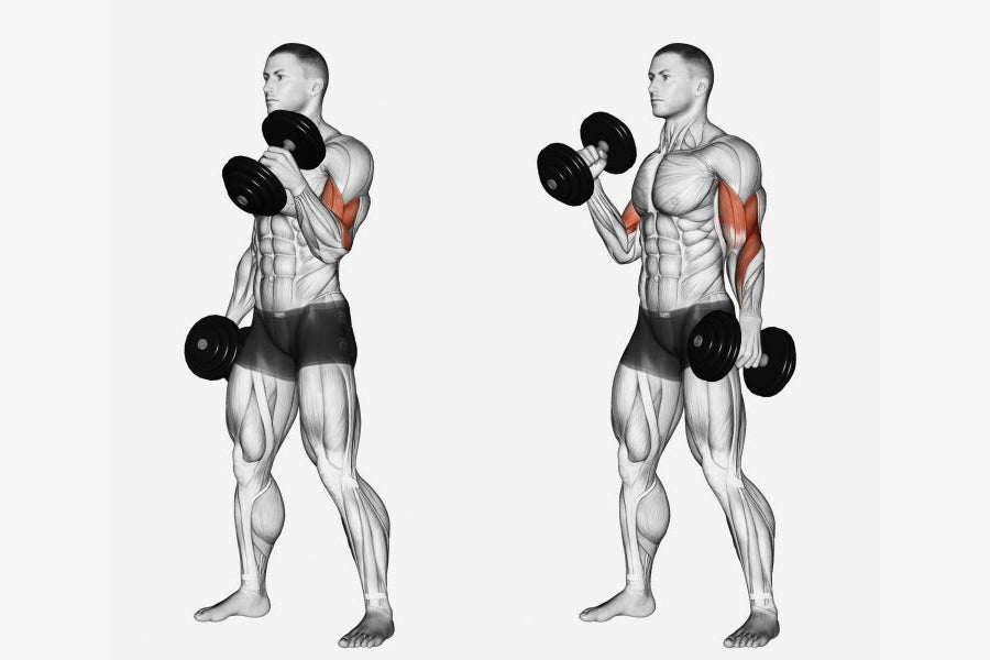 Alternating Dumbbell Curls