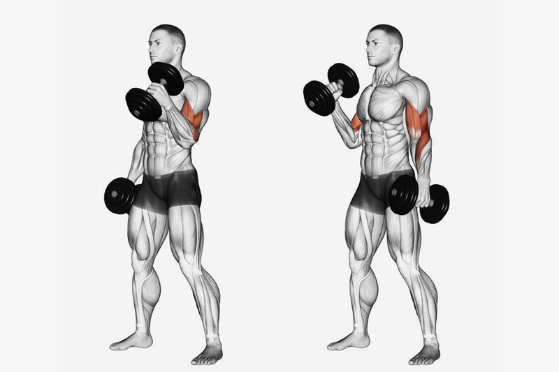 Alternating Dumbbell Curls