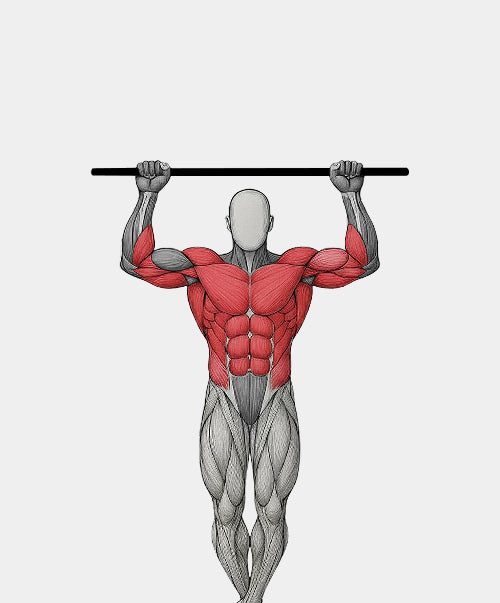 Anatomy illustration of a chin-up on the doorway bar, front view, with the biceps and upper lats highlighted in red