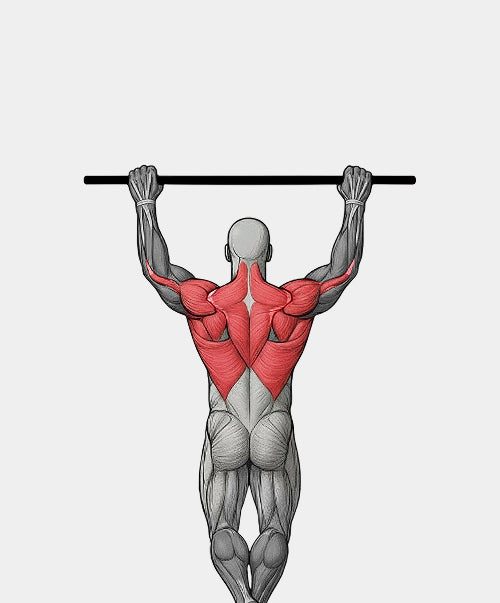 Anatomy illustration of a pull-up on the doorway bar, rear view, with the lats and upper back highlighted in red