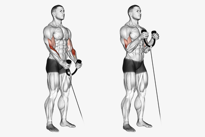 Cable Rope Hammer Curls