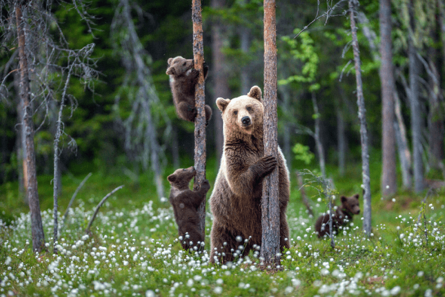 Bears' Sleepy Secret: New Research Shows They May Have a Cure for Clots!