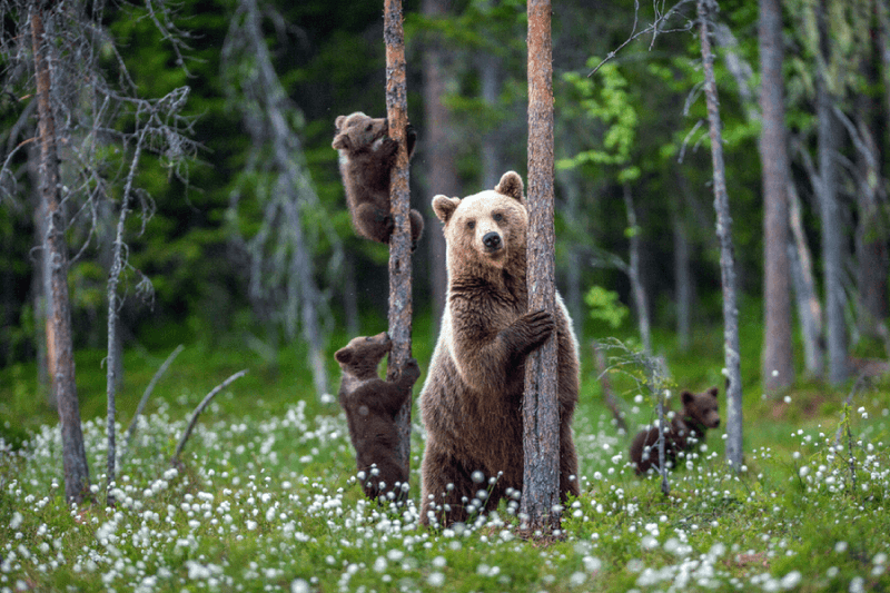Bears' Sleepy Secret: New Research Shows They May Have a Cure for Clots!