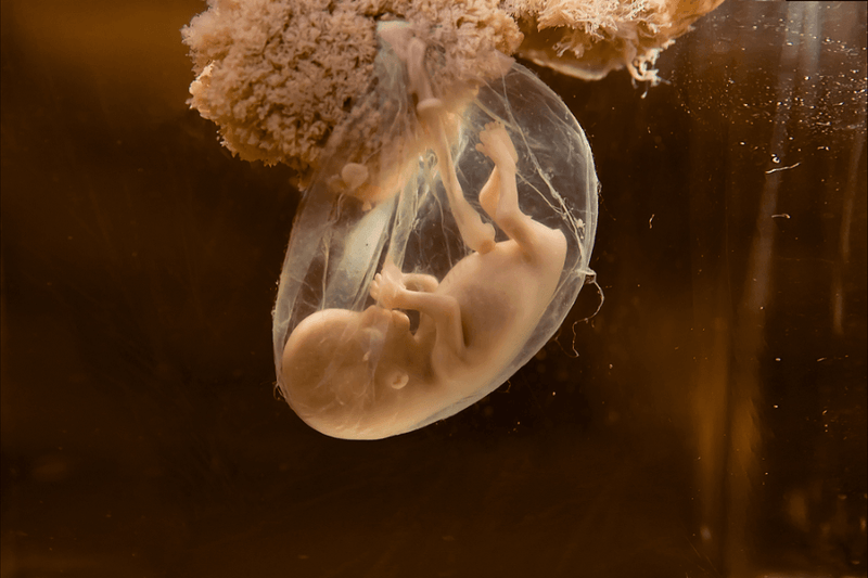 Rat Study Sparks Concerns: Could Tiny Plastic Particles Reach the Unborn?