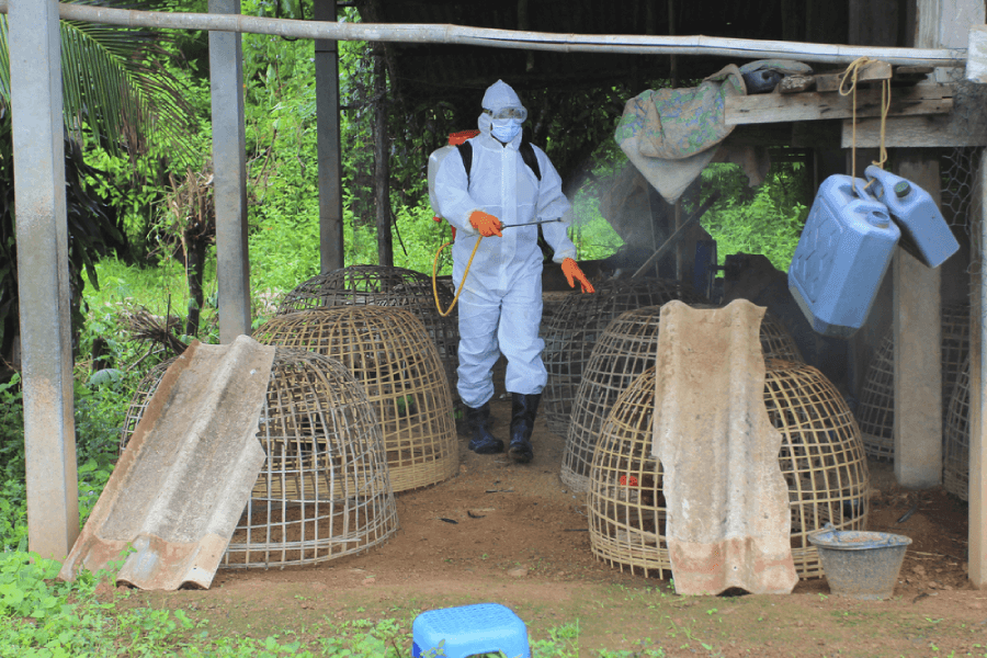 Bird Flu Outbreak Puts Mink Farms Back in the Spotlight