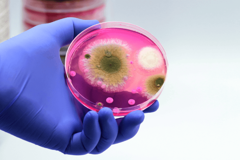 Stopping the Spread: Rising Fungal Infections Demand Vaccine Solutions!
