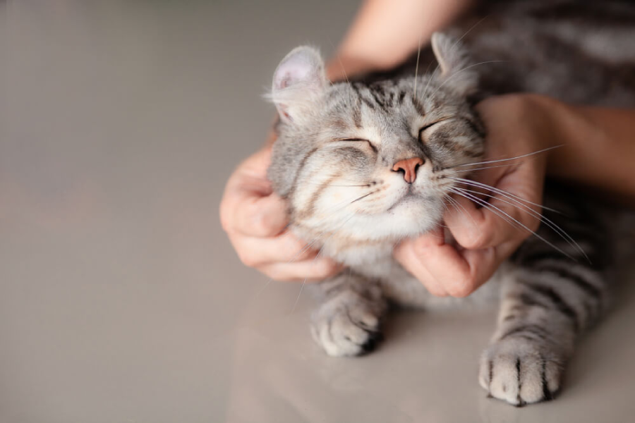 The Science Behind Our Love for Feline Friends: Exploring the Health Benefits of Being a Cat Lover!
