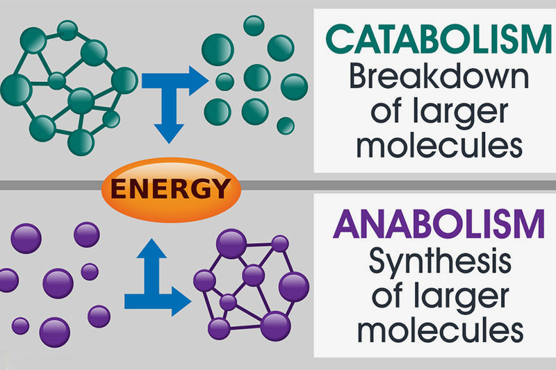 Anabolism Vs. Catabolism: Differences & How They Work Together