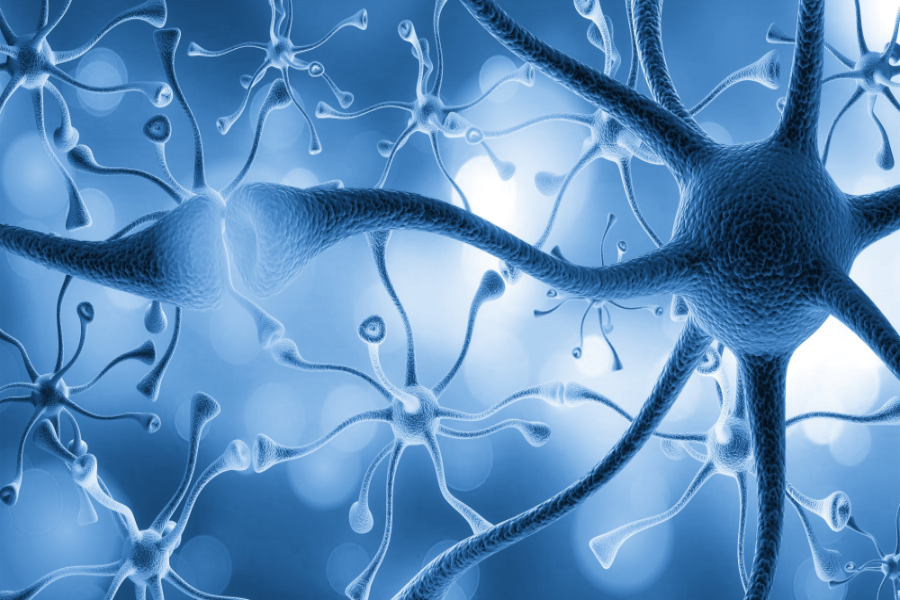 Stimulant Use Boosts Memory Through Brain Reorganization, Neuroimaging Study Shows!