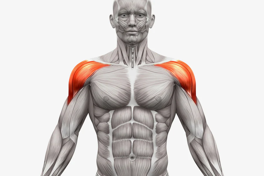 5 Best Shoulder Exercises for Bigger, Defined Delts