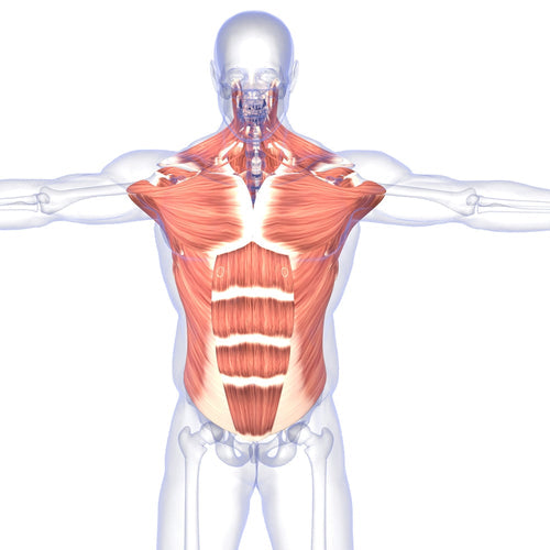 How Your Muscle Fibers Change With Exercise