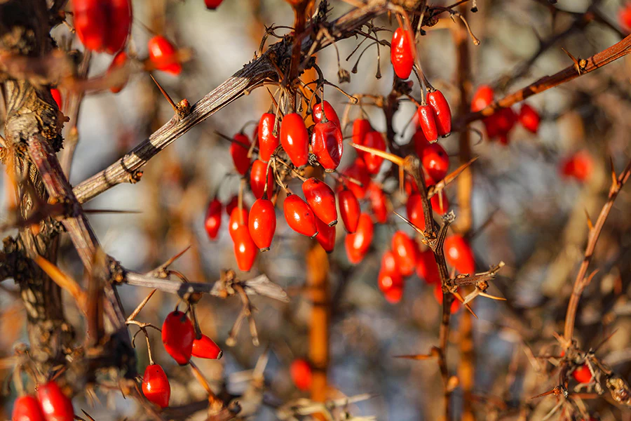 Can Berberine Supplements Help Manage Diabetes?