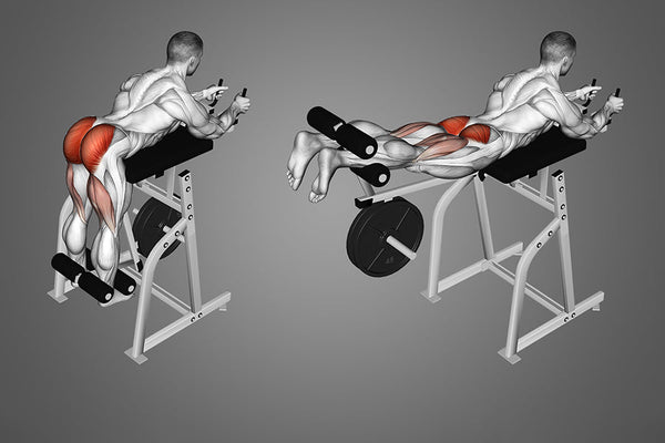 Reverse Hyperextension Muscles Worked: Build a Bulletproof Posterior Chain